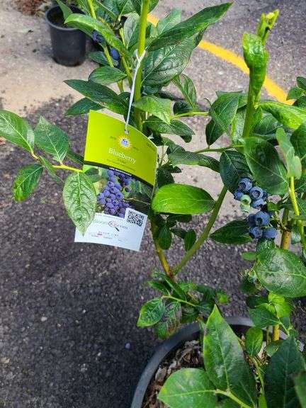 Blueberry Plant