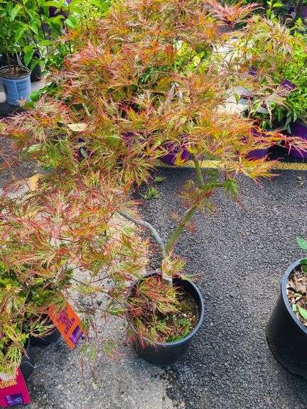 Red Leaf Laceleaf Japanese Maple