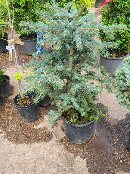 Colorado Blue Spruce
