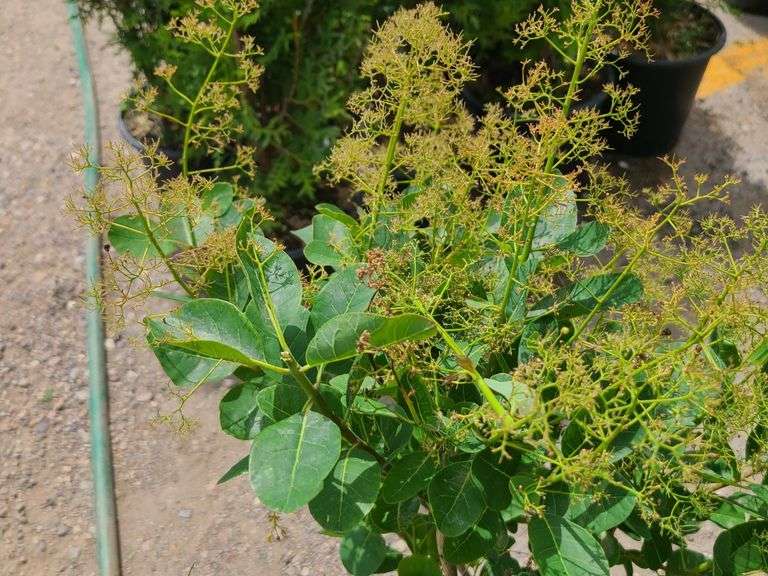 Smoke Bush