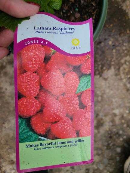 2) Raspberry Bushes