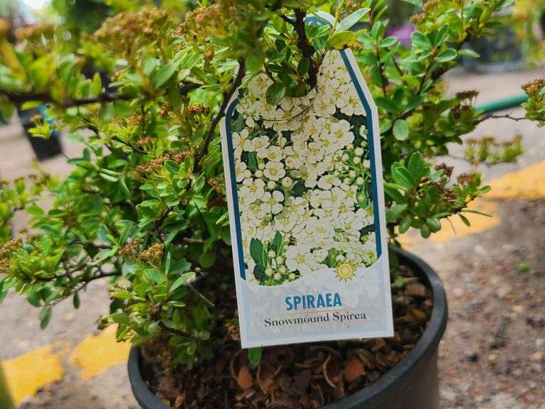 2) Snowmound Spirea