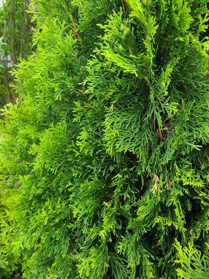 2) Emerald Green Arborvitae