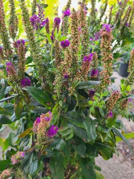 3) Purplegum Candles Veronica