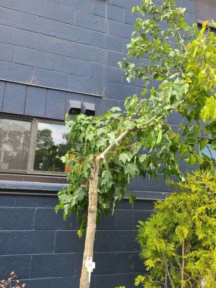 Fairview Flame Red Maple