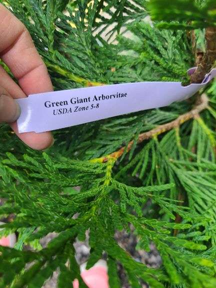 Thuja Skybound Arborvitae, Green Giant Arborvitae