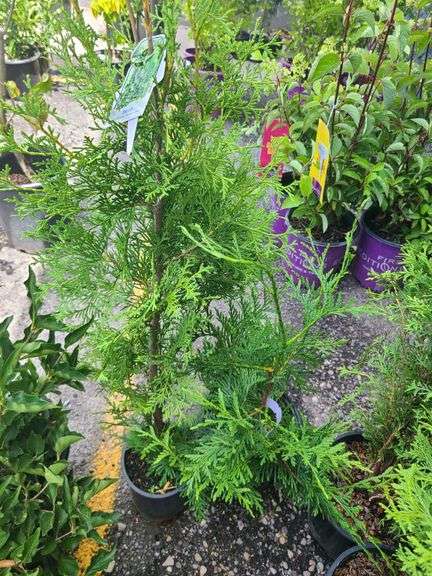 Thuja Skybound Arborvitae, Green Giant Arborvitae