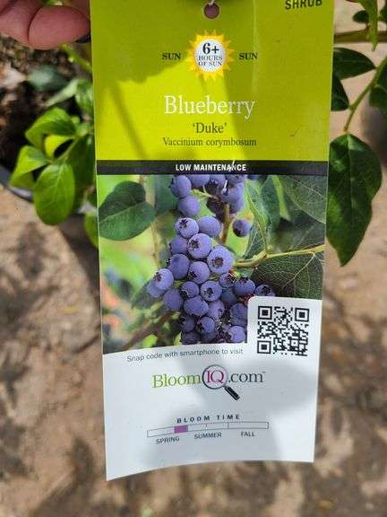Blueberry 'Duke'