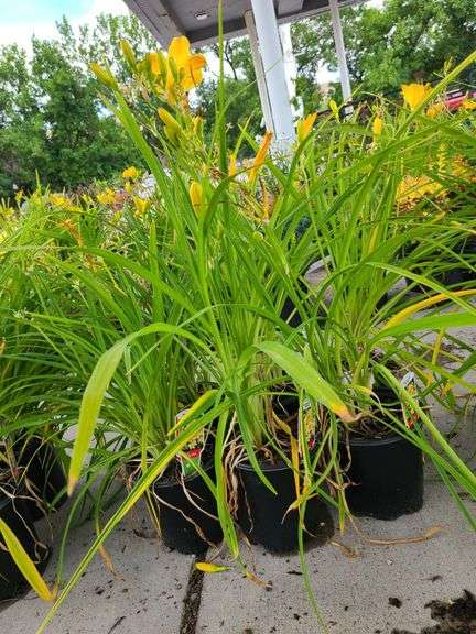 6) Daylily