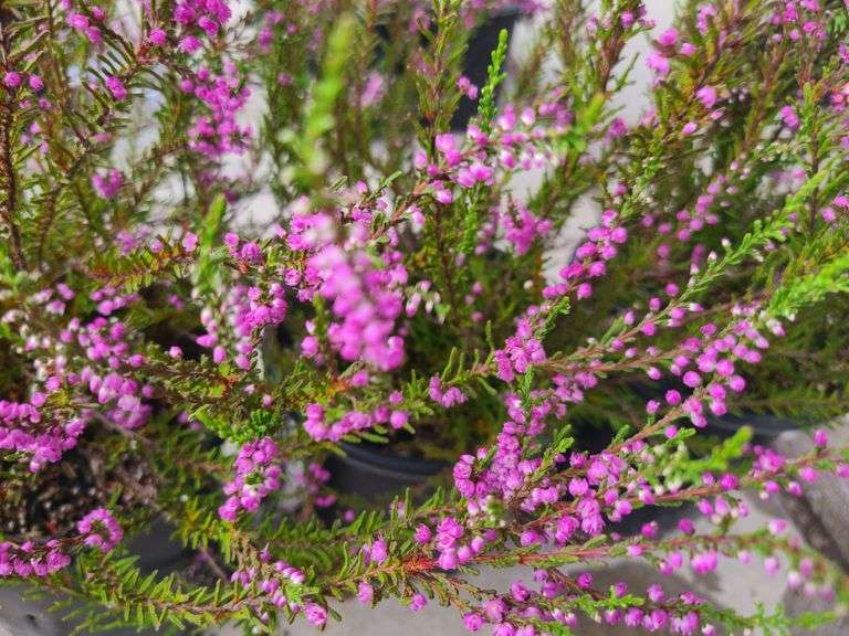 3) Purple Heather Calluna Vulgaris