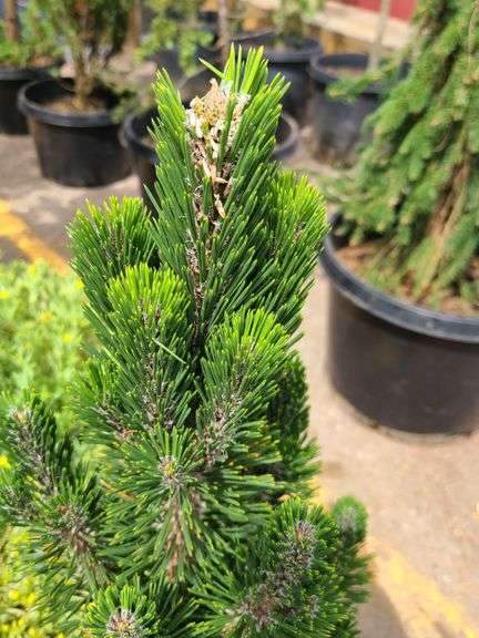Pine Tree