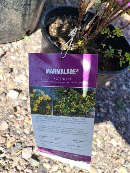 Juniperus Hor Blue Chip, Marmalade Pontenilla