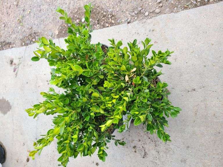 3) Winter Gem Boxwood