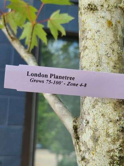 London Planetree
