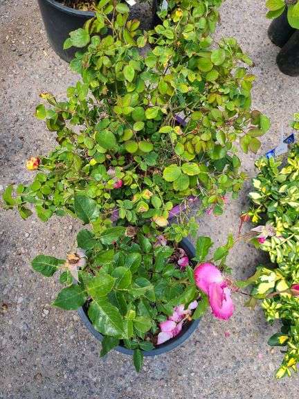 2) Rose Bushes