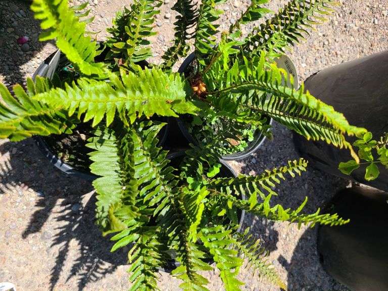 3) Western Sword Fern