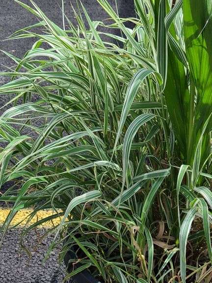 Ribbon Grass
