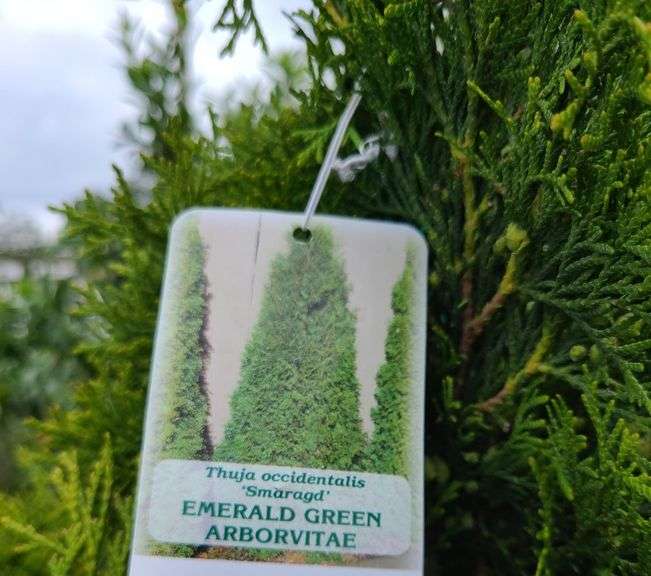 2) Emerald Green Arborvitaes