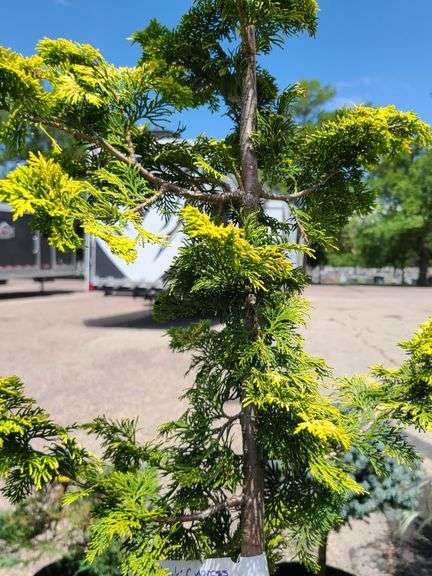 Graci Cypress
