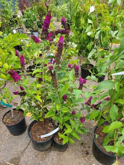4) Miss Molly Butterfly Bush