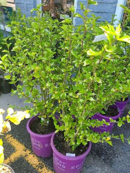 2) Bali Hibiscus Plants
