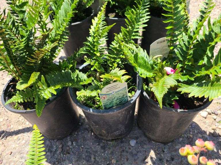 3) Western Sword Fern