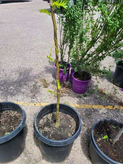 Sunburst Honeylocust