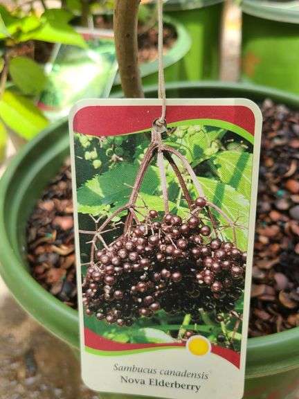 2) Nova Elderberry, 2) York Elderberry