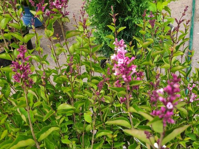 2) Josee Reblooming Lilac