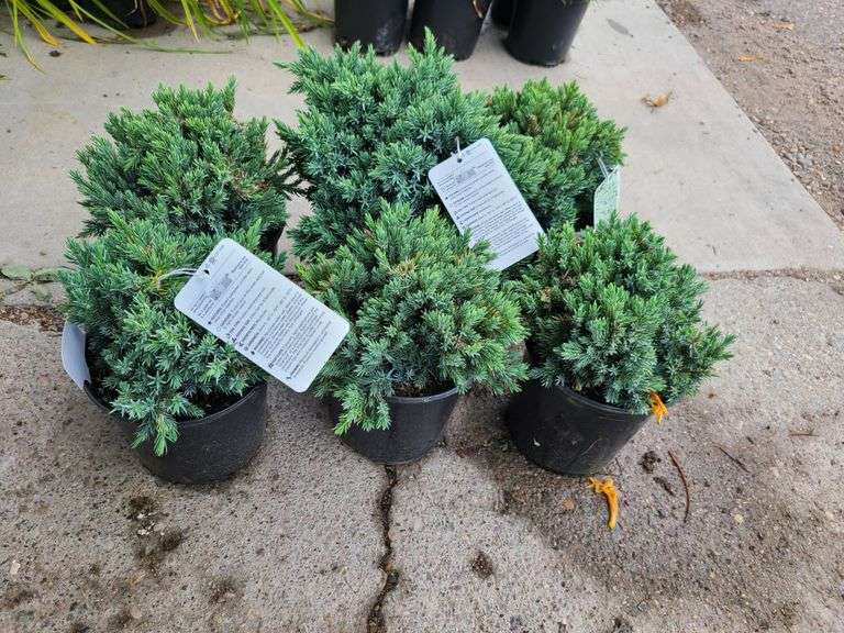 6) Blue Star Juniper