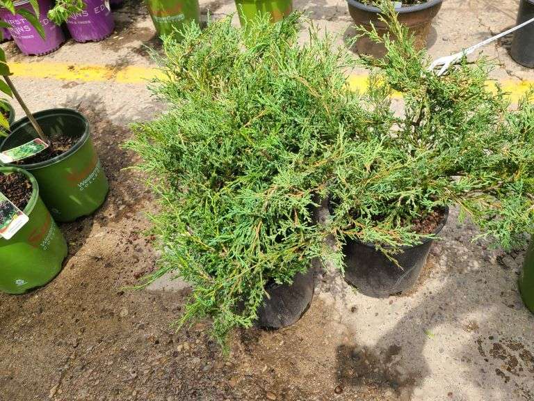3)Andorra Juniper