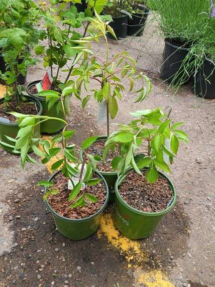 3) Nova Elderberry