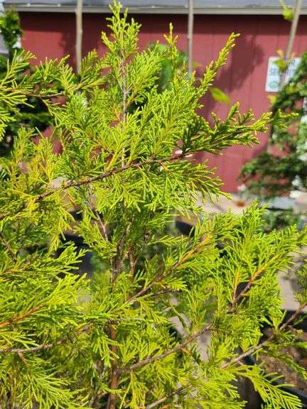 Cedar