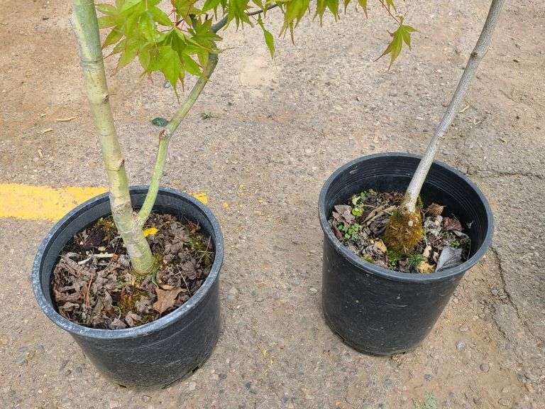 2) Aurora Hybrid Dogwood