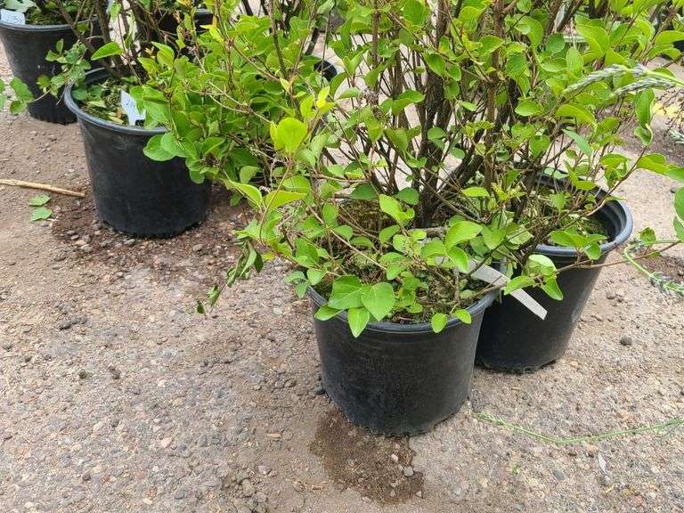 2) Reblooming Lilac