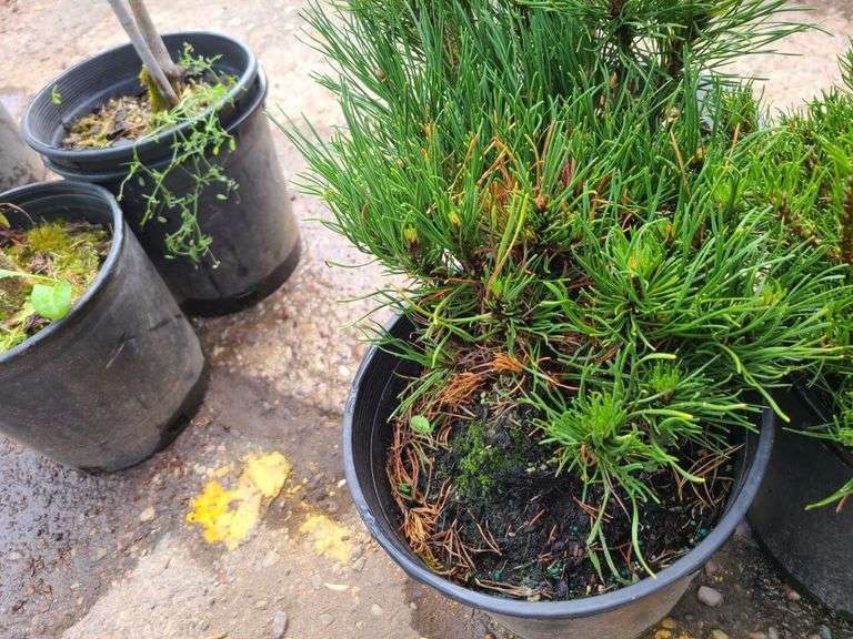 3) Pines