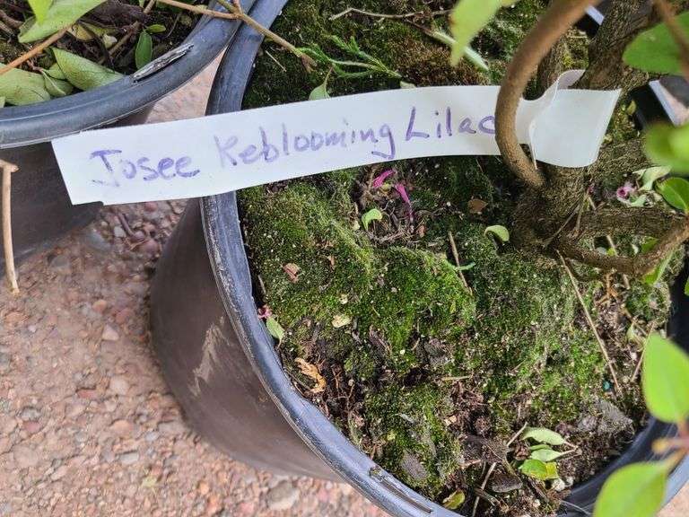 2) Josee Reblooming Lilac