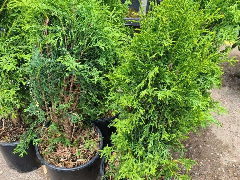 6) Skybound Arborvitae
