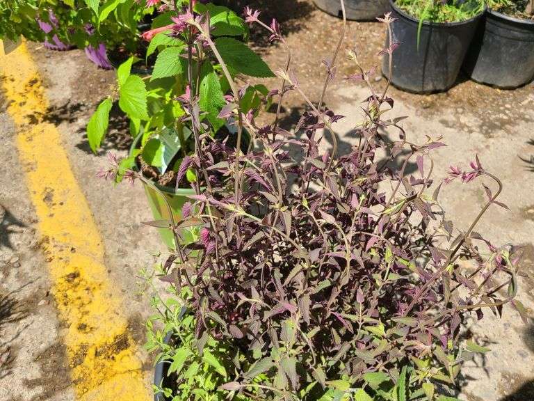 Japanese Spirea