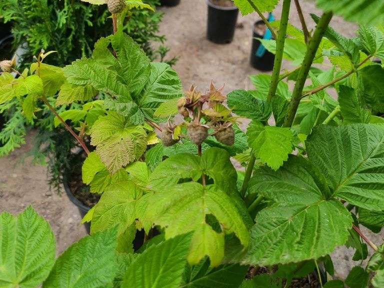 2) Raspberry