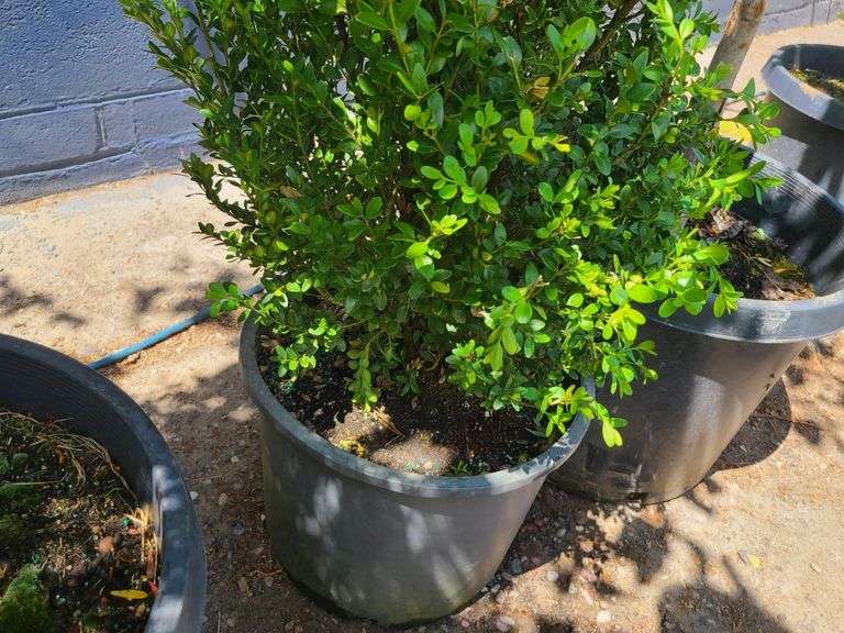 Boxwood