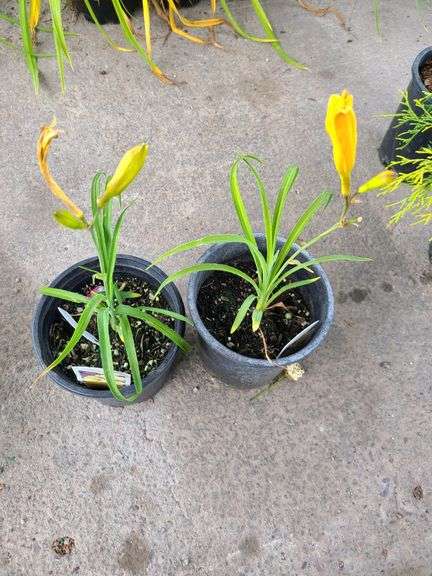 2) Hemerocallis Happy Returns Daylily