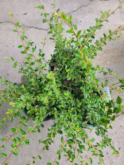 3) Cotoneaster Coral Beauty