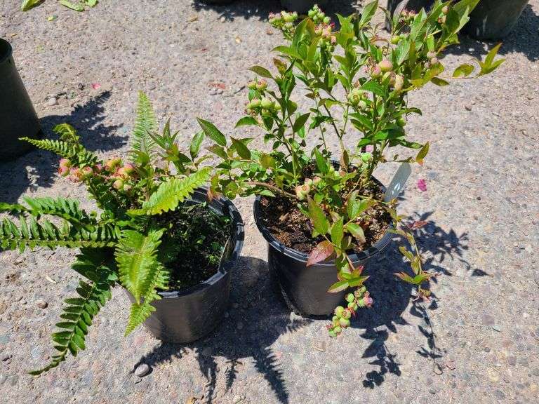 Western Sword Fern, Blueberry Plant