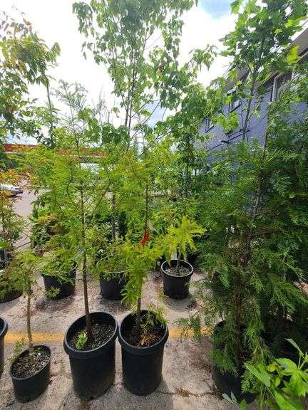 Bald Cypress