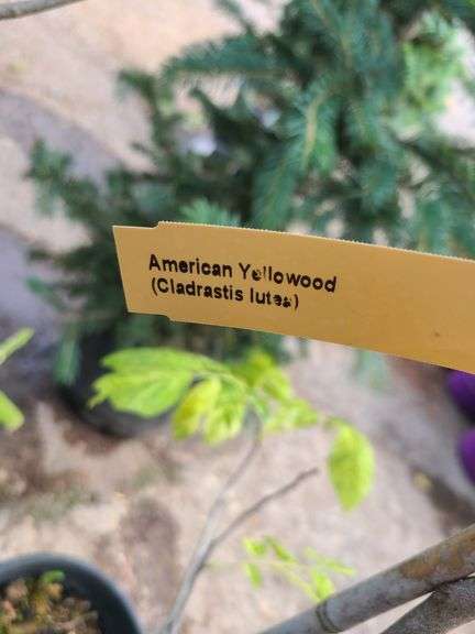 2) Golden American Yellowwood