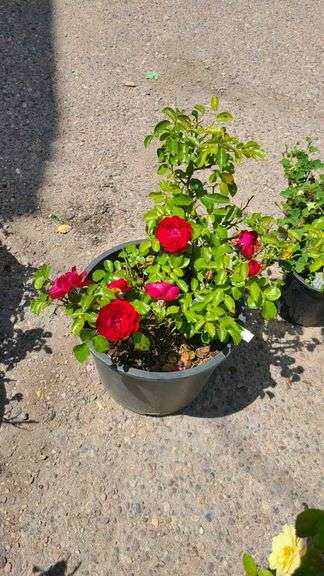 Rose Bush
