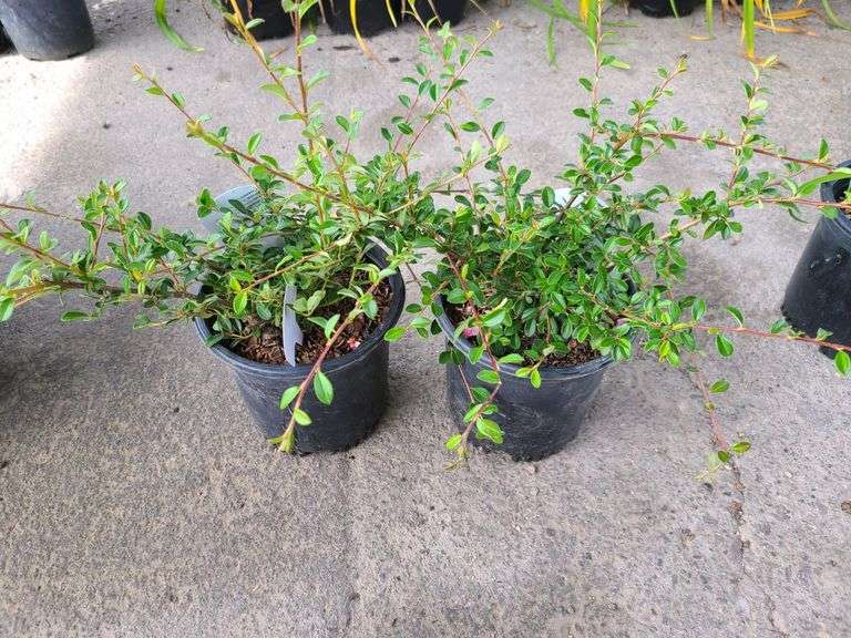 2) Cotoneaster Coral Beauty