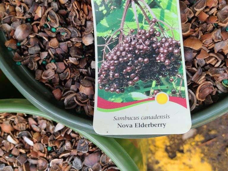 3) Nova Elderberry