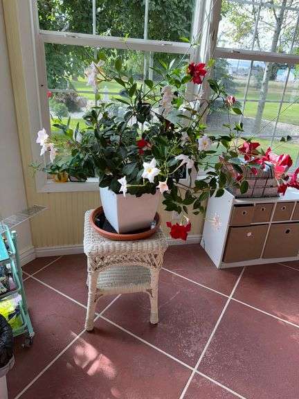 Plant and Wicker End Table